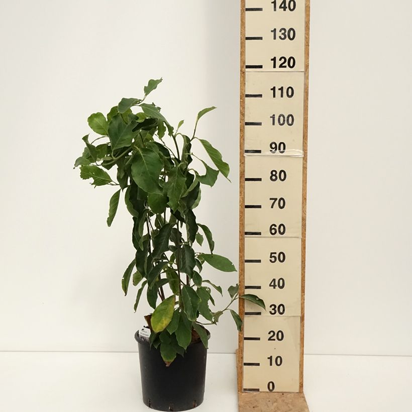 Amostra de Magnolia soulangeana Vaso de 7,5 L/10 L tal como entregue no verão