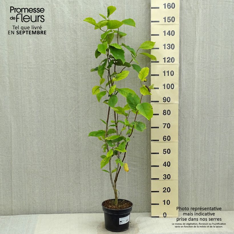 Amostra de Magnolia soulangeana Rustica Rubra Vaso de 3 L/4 L tal como entregue no verão