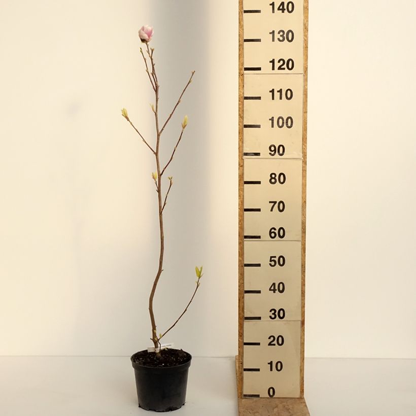 Amostra de Magnolia soulangeana Rustica Rubra Vaso de 3 L/4 L tal como entregue na primavera