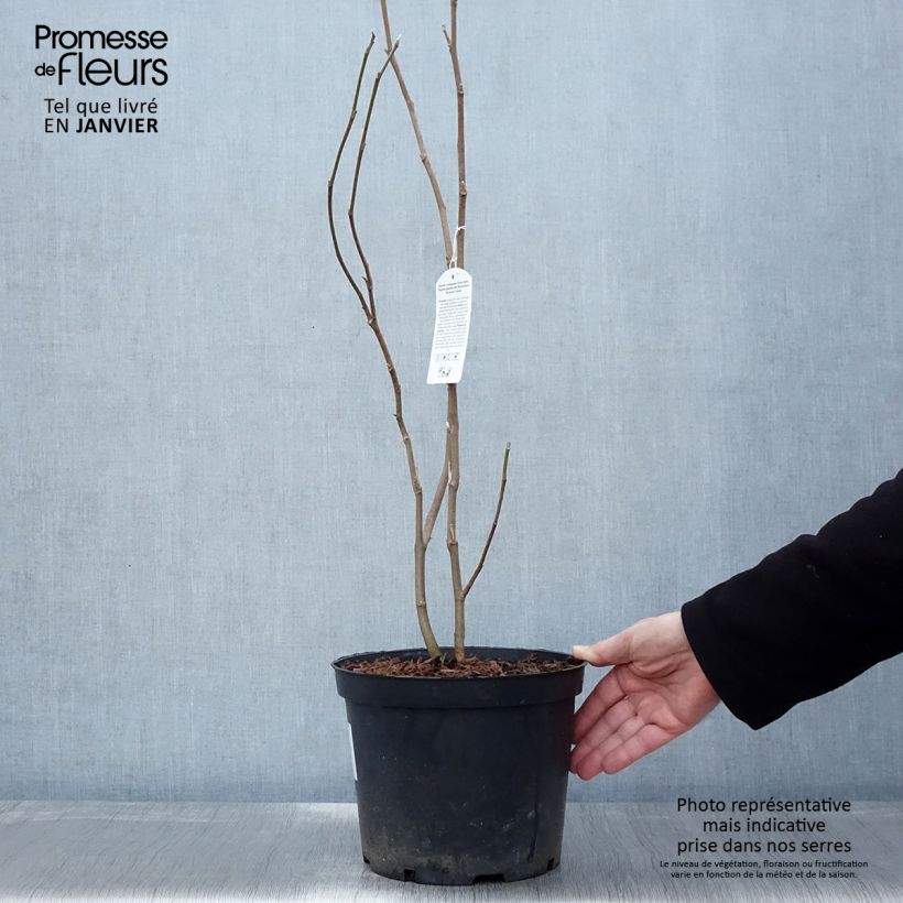 Amostra de Magnolia soulangeana Rustica Rubra Vaso de 7,5 L/10 L tal como entregue no inverno