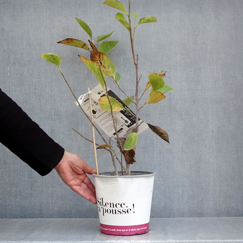 Amostra de Magnolia soulangeana Rustica Rubra Vaso de 3 L/4 L tal como entregue no outono