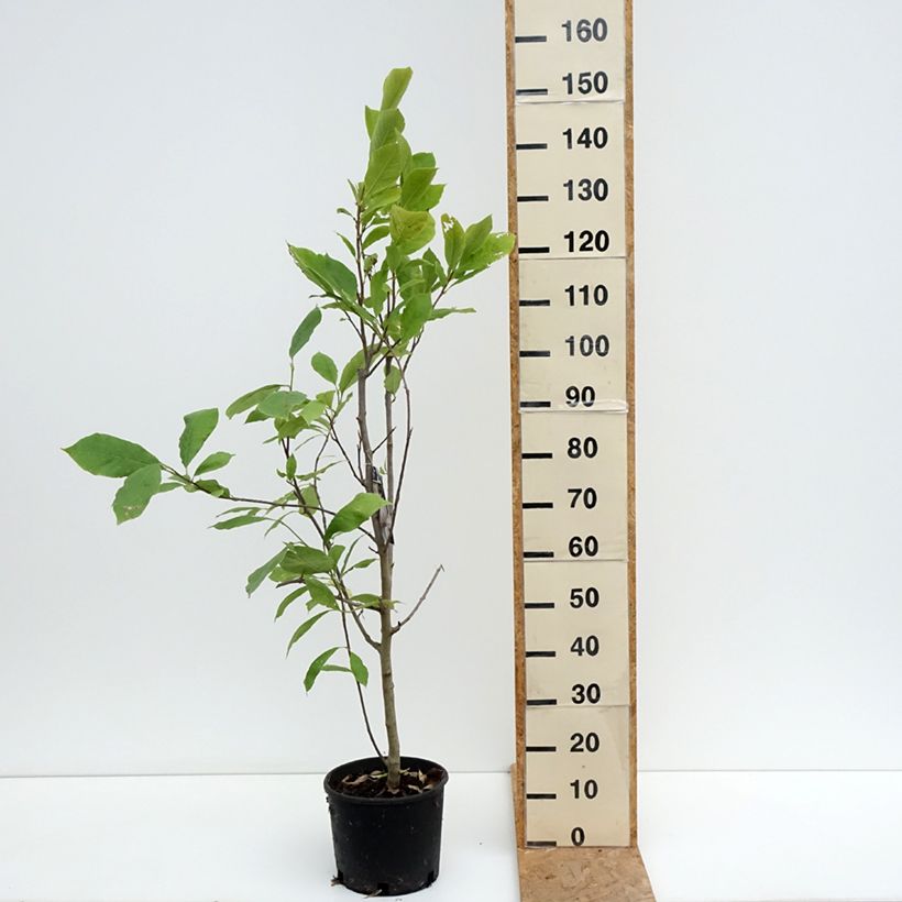 Amostra de Magnolia soulangeana Rustica Rubra Vaso de 7,5 L/10 L tal como entregue no verão