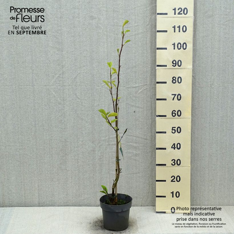 Amostra de Magnolia soulangeana Satisfaction Vaso de 2 L/3 L tal como entregue no verão