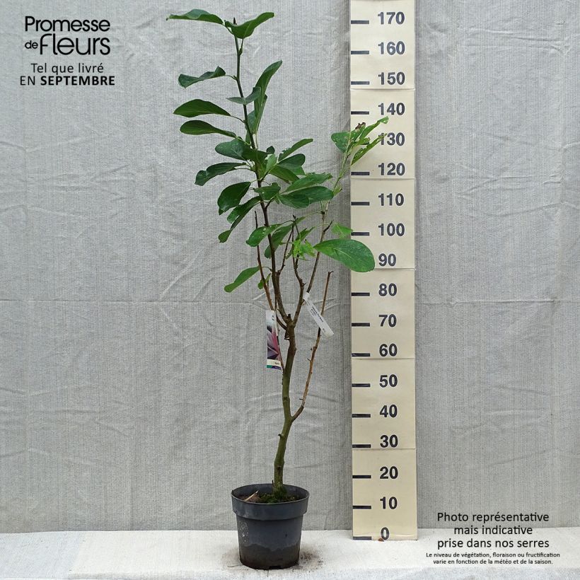 Amostra de Magnolia sprengeri Pink Beauty Vaso de 6 L/7 L tal como entregue no outono