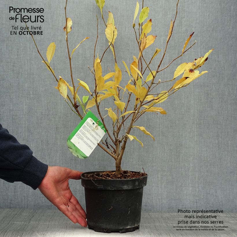Amostra de Magnolia stellata Vaso de 2 L/3 L tal como entregue no outono