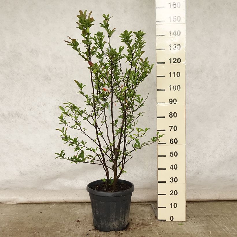 Amostra de Magnolia stellata Vaso de 20 L/25 L tal como entregue no verão