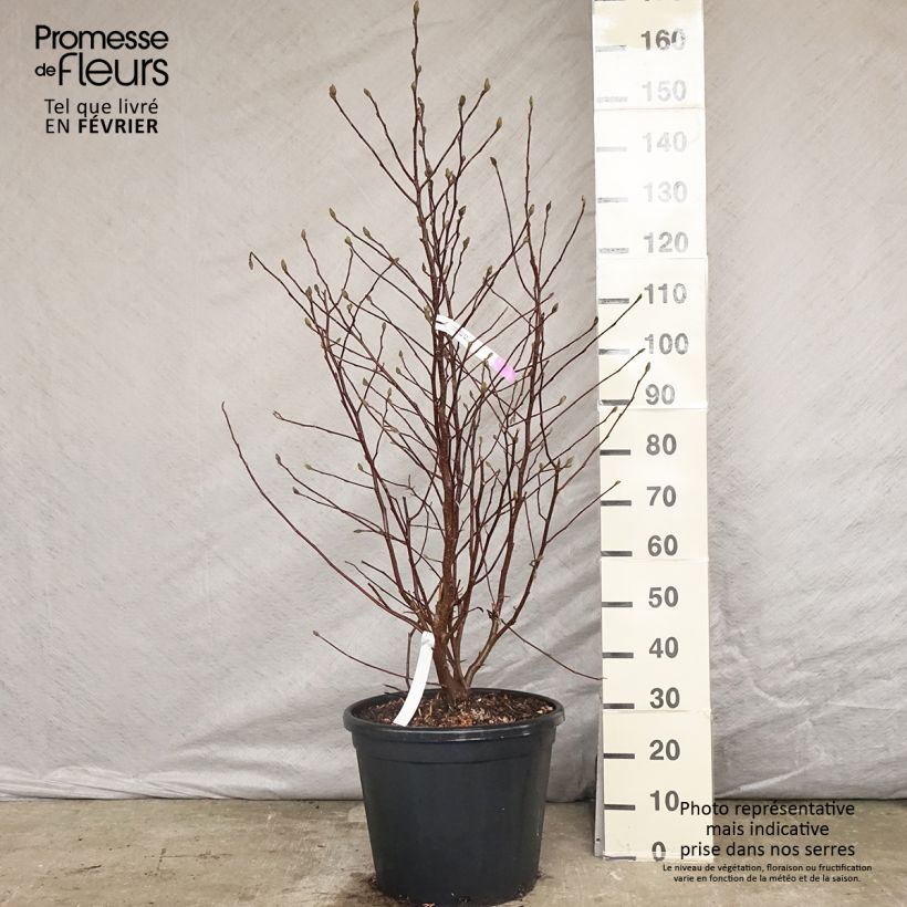 Amostra de Magnolia stellata Vaso de 20 L/25 L tal como entregue no inverno