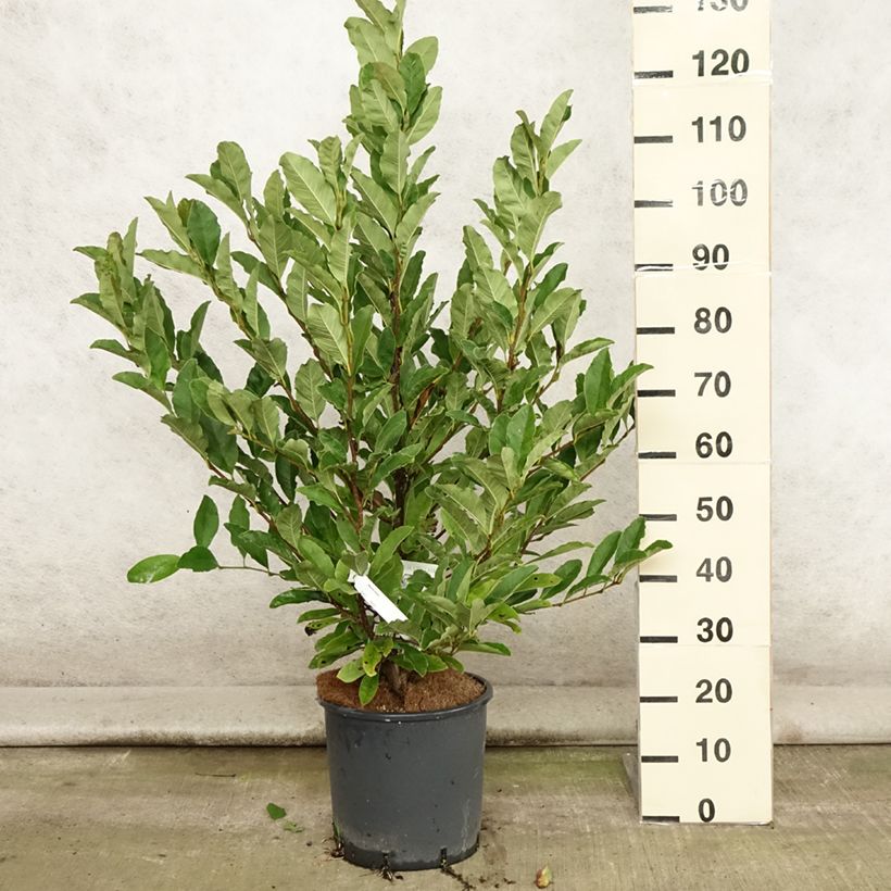 Amostra de Magnolia stellata Vaso de 7,5 L/10 L tal como entregue no verão