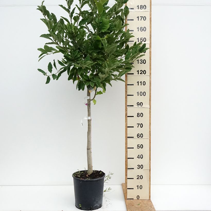 Amostra de Magnolia stellata Vaso de 18 L/20 L, Meia haste tal como entregue no verão