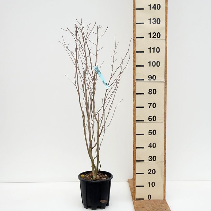 Amostra de Magnolia stellata Vaso de 7,5 L/10 L tal como entregue no outono