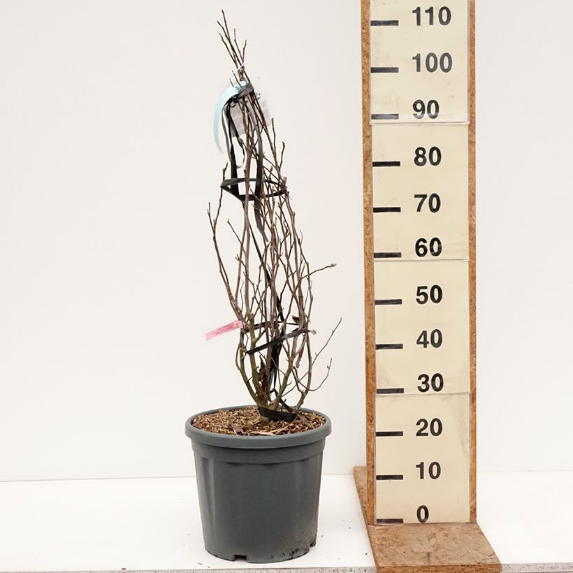 Amostra de Magnolia stellata Rosea Vaso de 18 L/20 L tal como entregue no inverno