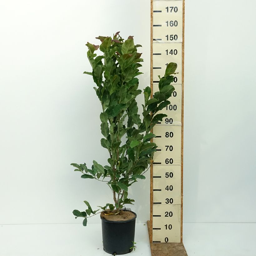 Amostra de Magnolia stellata Rosea Vaso de 7,5 L/10 L tal como entregue no verão