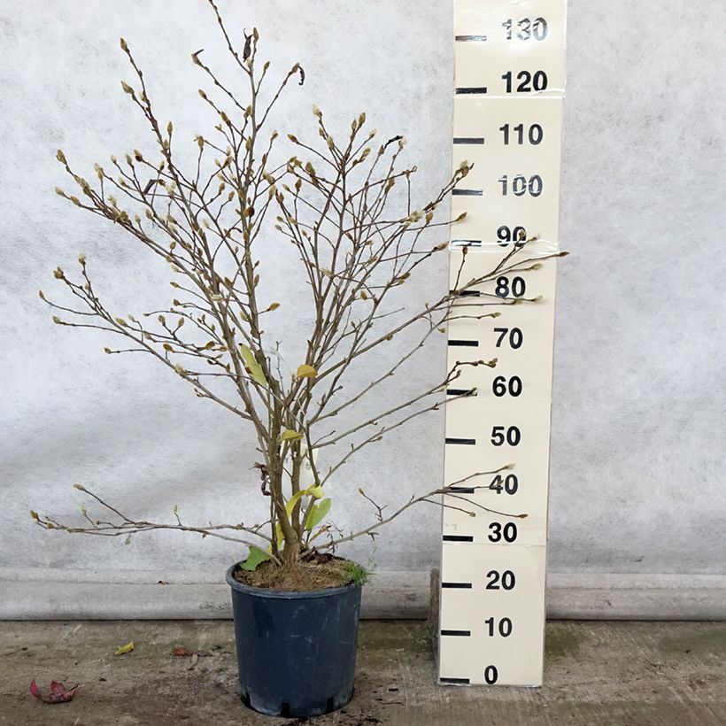 Amostra de Magnolia stellata Royal Star Vaso de 12 L/15 L tal como entregue no outono