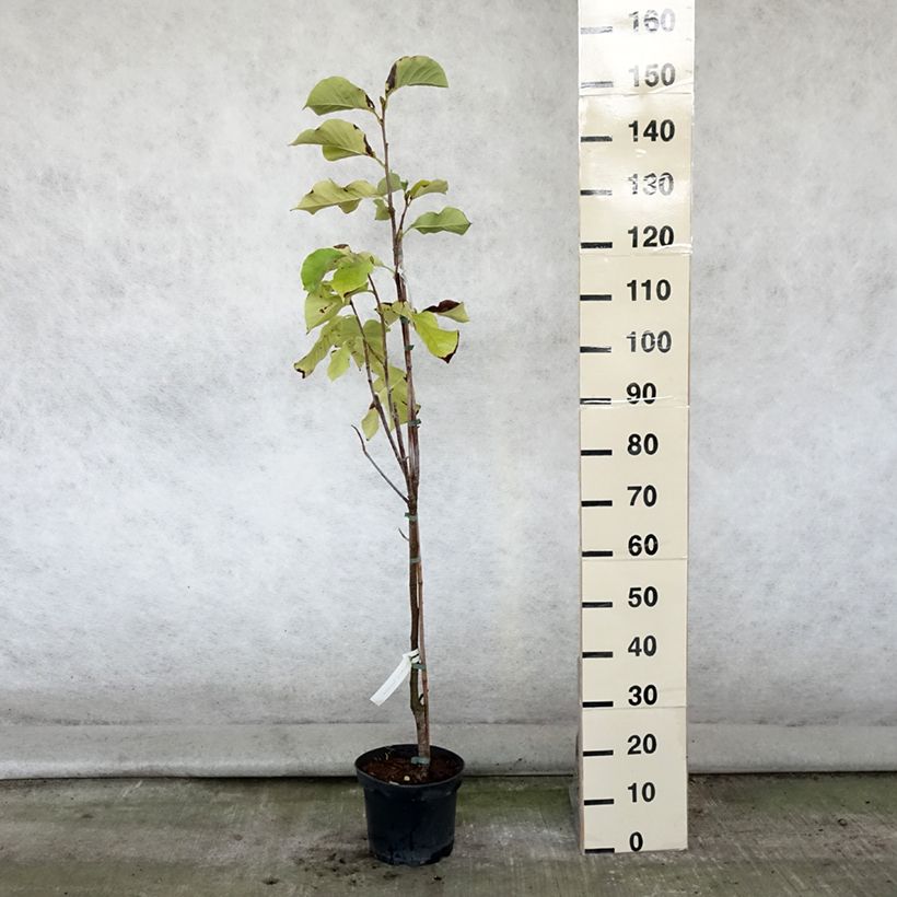 Amostra de Magnolia Sunsation Vaso de 3 L/4 L tal como entregue no verão