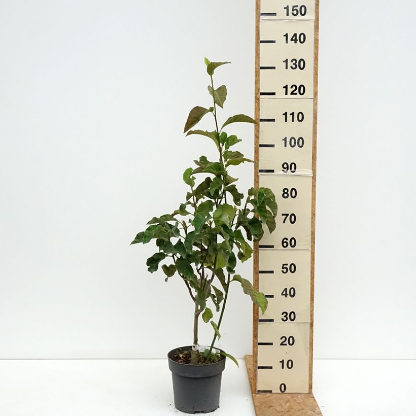 Amostra de Magnolia Sunspire Vaso de 6 L/7 L tal como entregue no verão