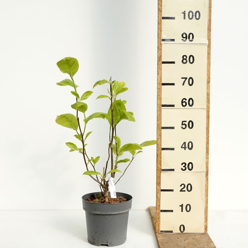 Amostra de Magnolia Sunspire Vaso de 6 L/7 L tal como entregue na primavera