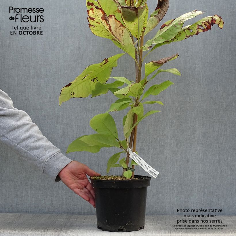 Amostra de Magnolia tripetala Vaso de 3 L/4 L tal como entregue no outono