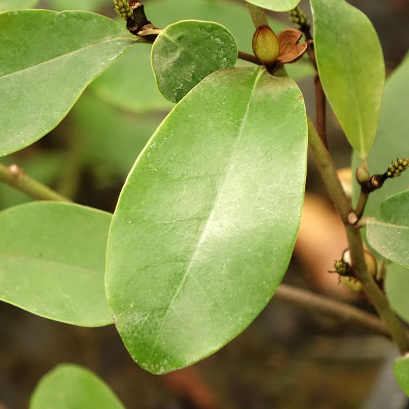 Magnolia White Caviar (Folhagem)