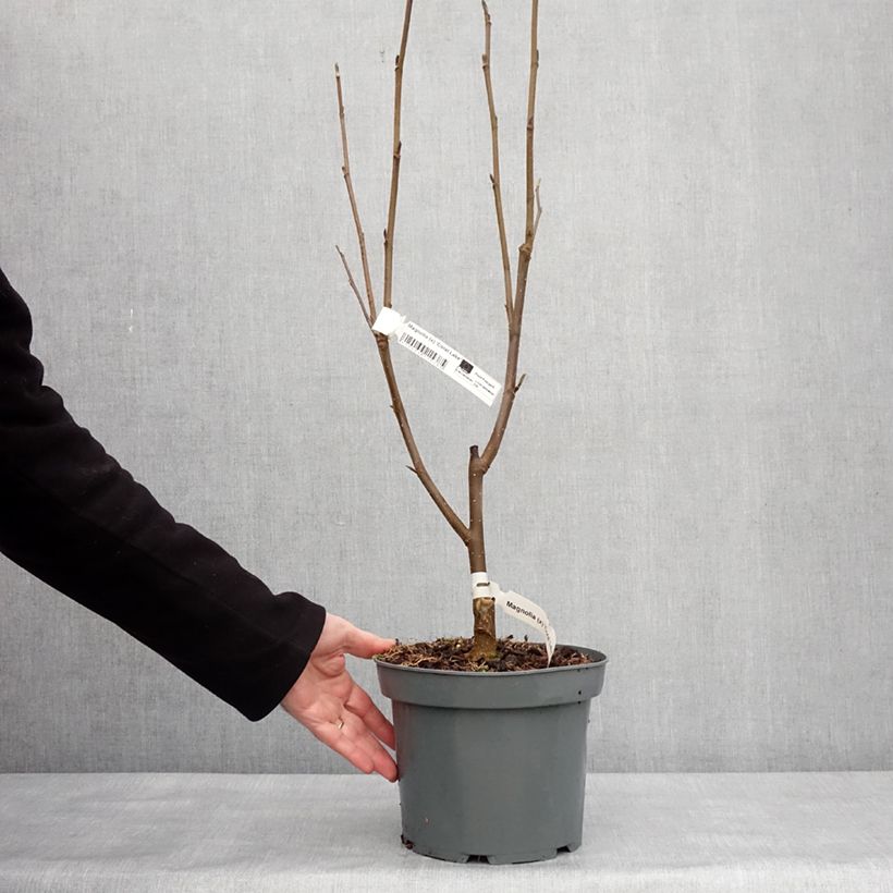 Amostra de Magnolia x Coral Lake Vaso de 3 L/4 L tal como entregue no inverno