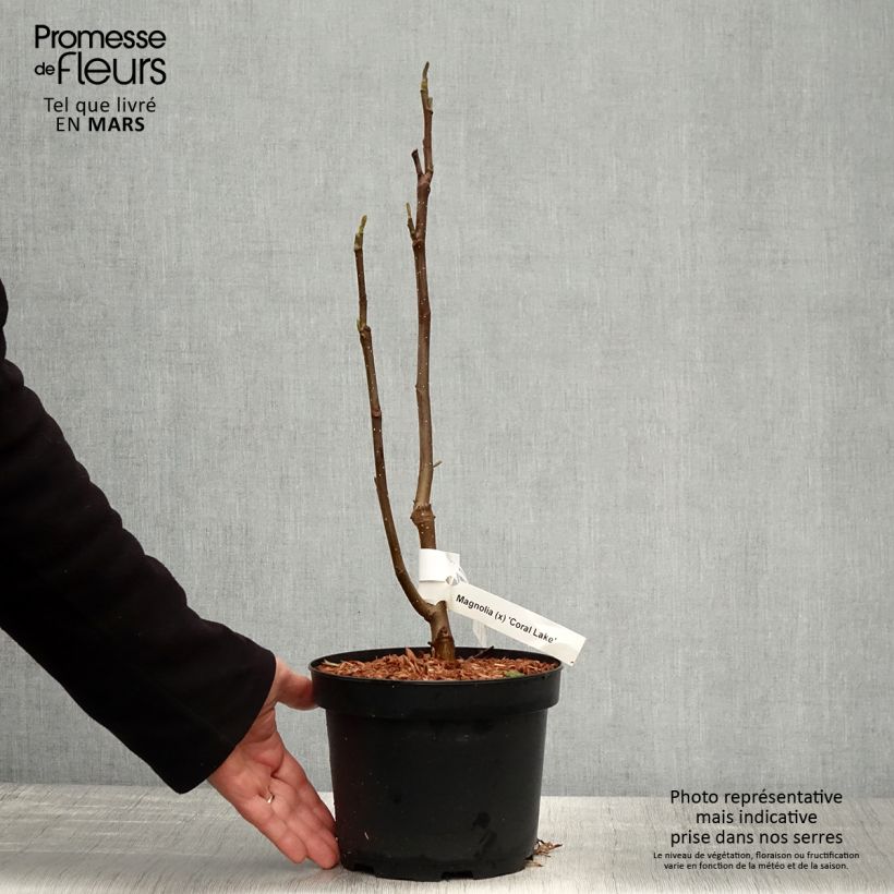 Amostra de Magnolia Coral Lake Vaso de 3 L/4 L tal como entregue na primavera