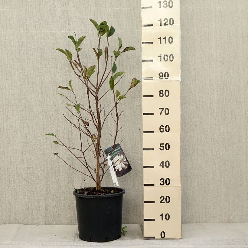 Amostra de Magnolia loebneri Wildcat Vaso de 6 L/7 L tal como entregue no outono