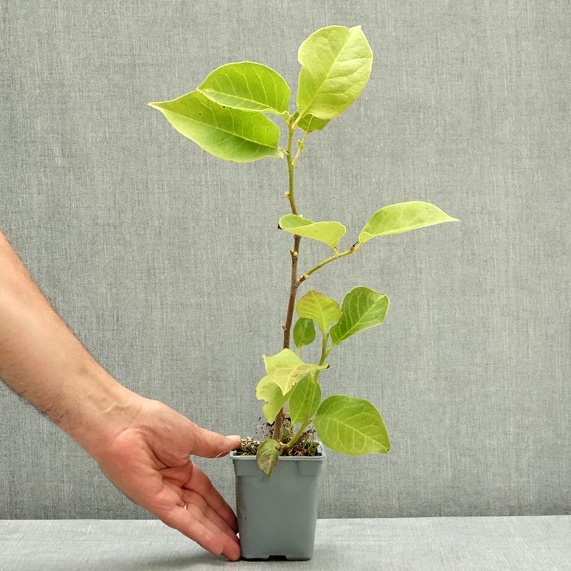 Amostra de Magnolia soulangeana Cameo Vaso de 12 cm/13 cm tal como entregue no verão