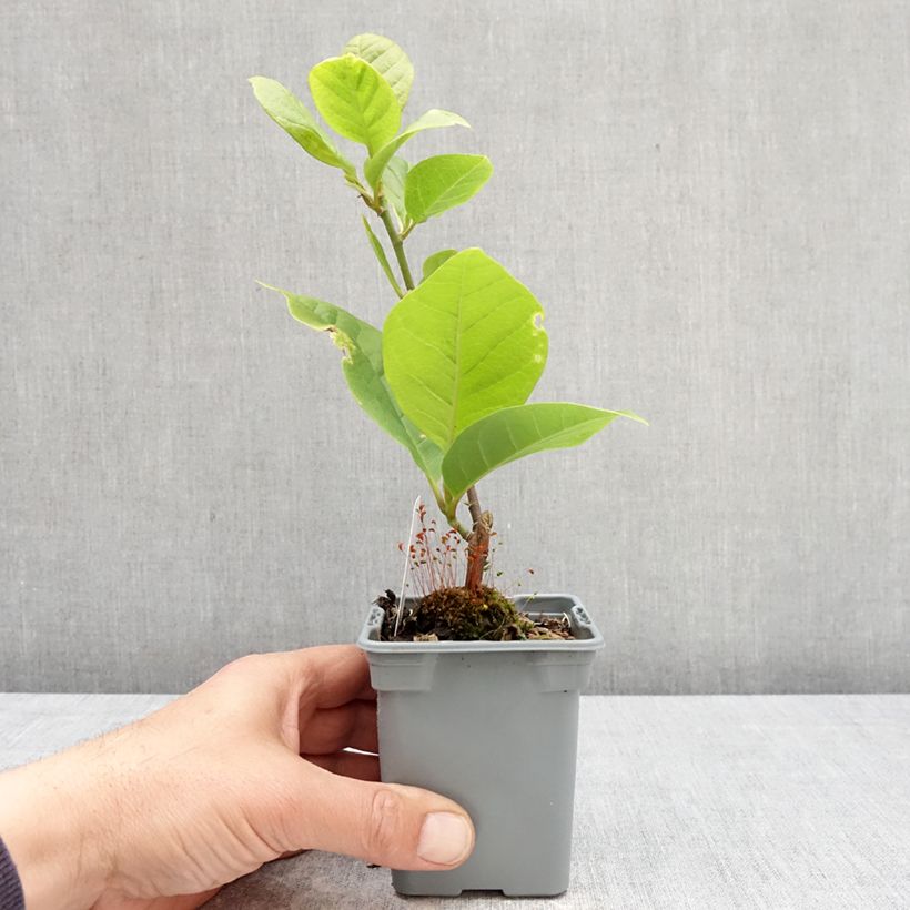 Amostra de Magnolia soulangeana Cameo Vaso de 12 cm/13 cm tal como entregue na primavera