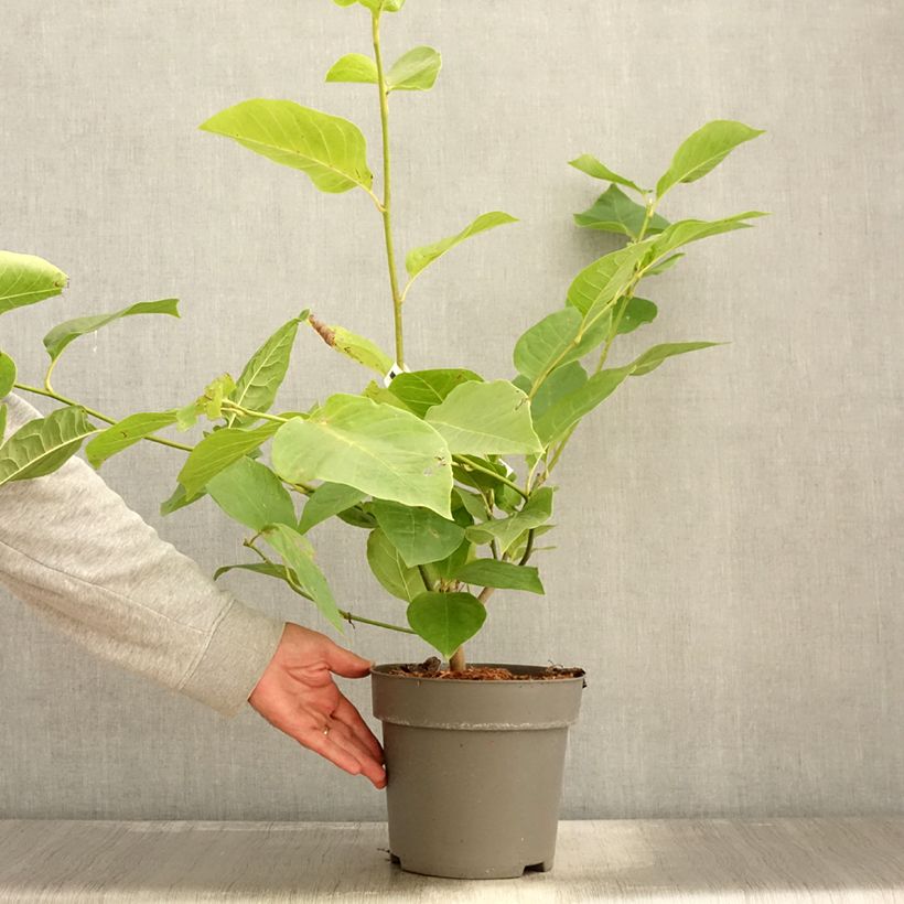 Amostra de Magnolia x soulangeana Cameo  Pot de 4L/5L tal como entregue no outono