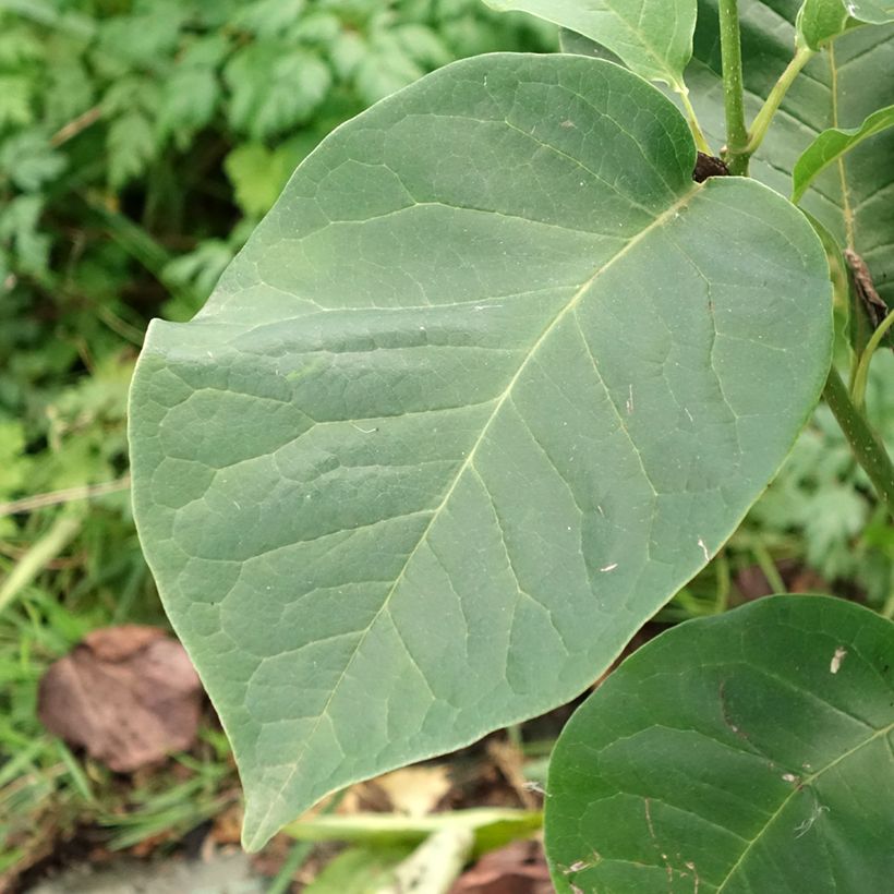 Magnolia soulangeana Cameo (Folhagem)
