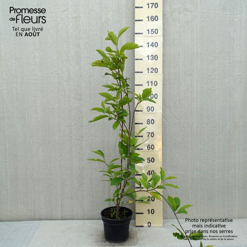 Amostra de Magnolia soulangeana Lennei Vaso de 4 L/5 L tal como entregue no verão