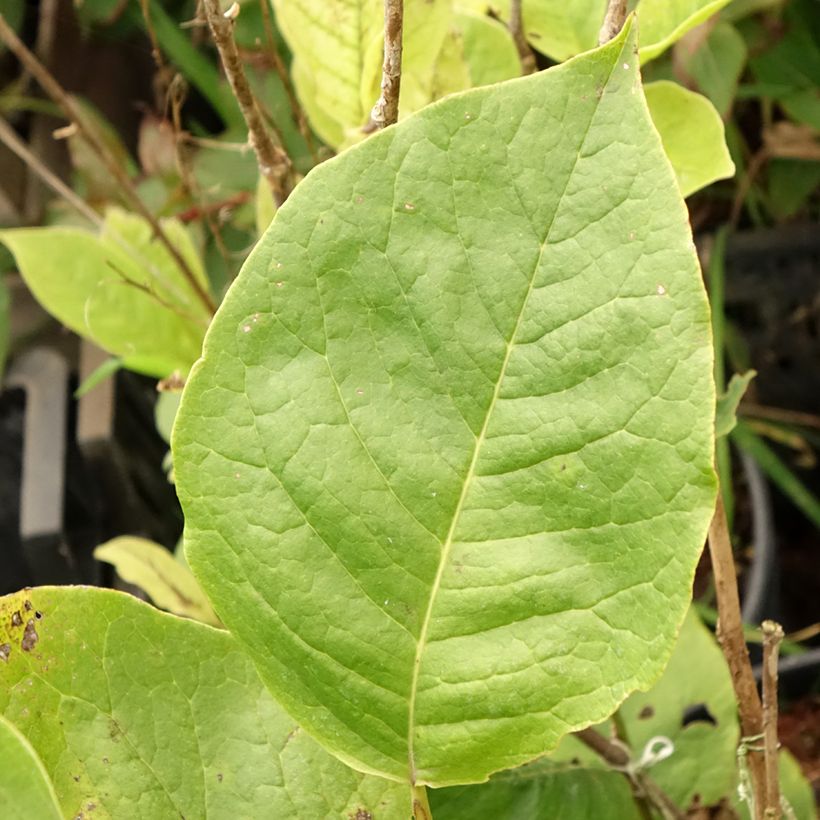 Magnolia soulangeana Lennei (Folhagem)