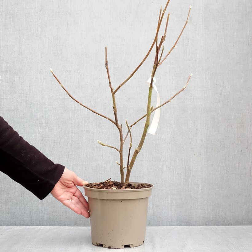 Amostra de Magnolia soulangeana Picture Superba Vaso de 4 L/5 L tal como entregue no outono