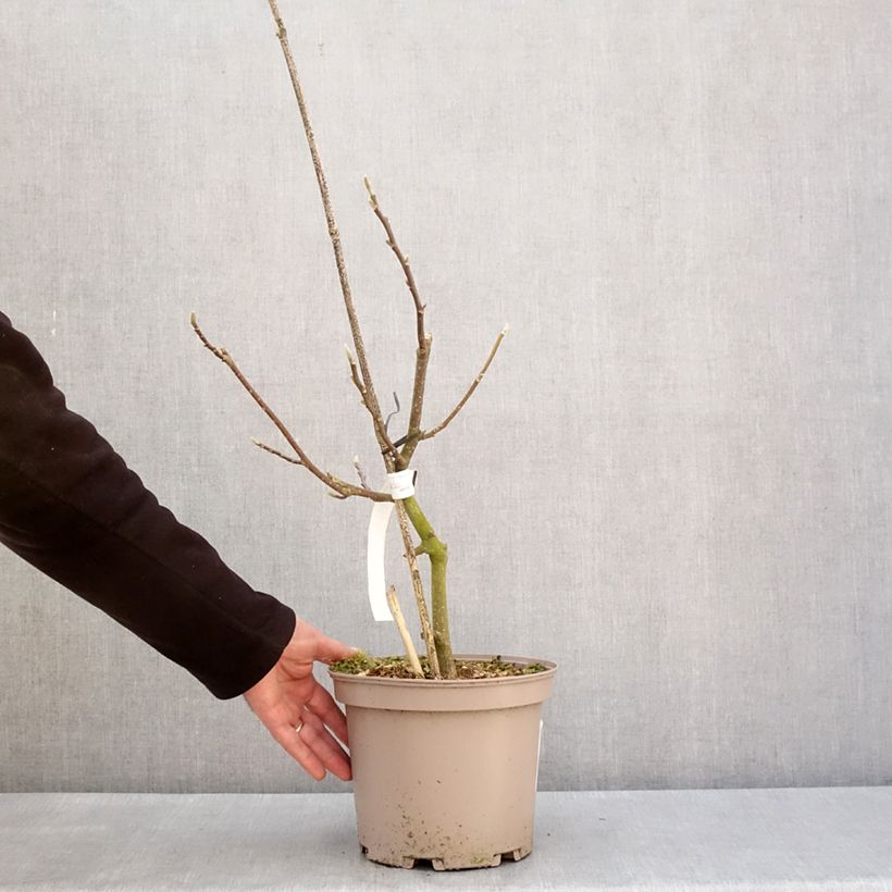 Amostra de Magnolia soulangeana Picture Superba Vaso de 4 L/5 L tal como entregue no inverno