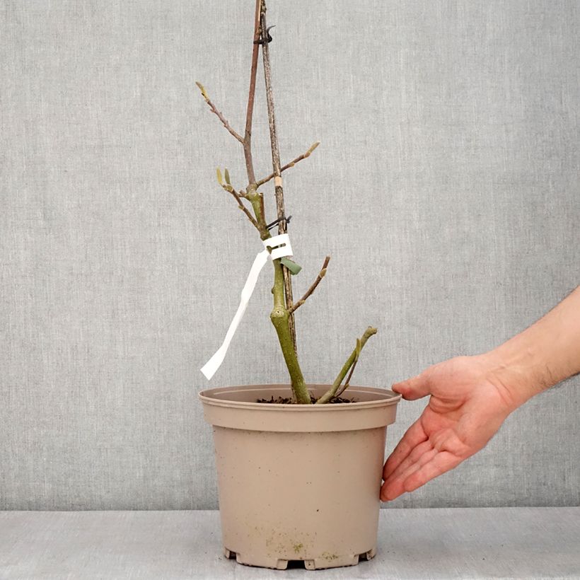Amostra de Magnolia soulangeana Picture Superba Vaso de 4 L/5 L tal como entregue na primavera
