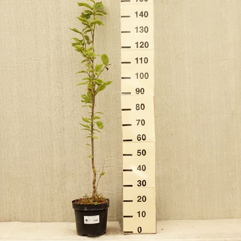 Amostra de Magnolia Yellow Lantern Vaso de 6 L/7 L tal como entregue no verão