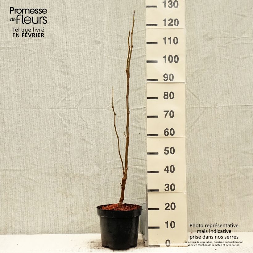 Amostra de Magnolia Yellow Lantern Vaso de 6 L/7 L tal como entregue no inverno