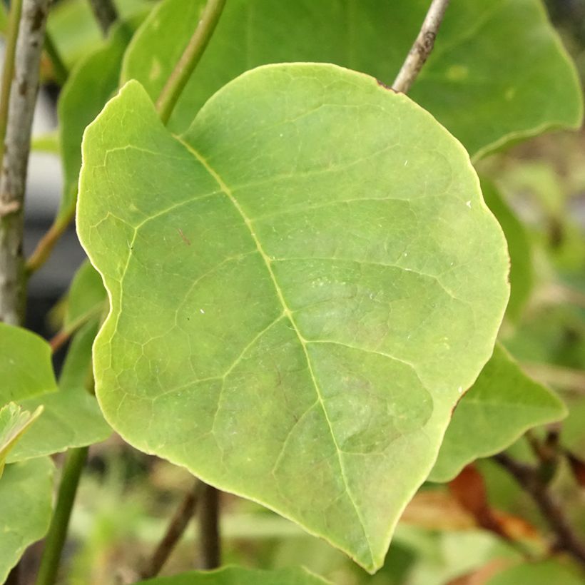 Magnolia Yellow Lantern (Folhagem)