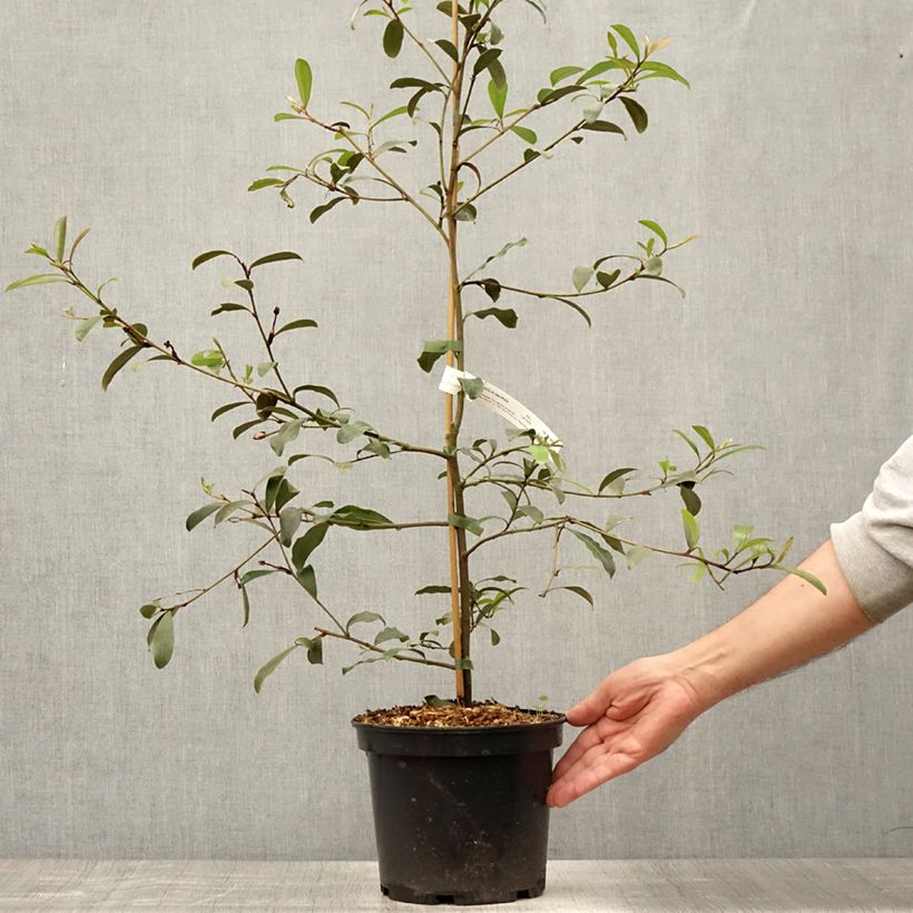 Amostra de Magnolia yunnanensis Vaso de 3 L/4 L tal como entregue no verão