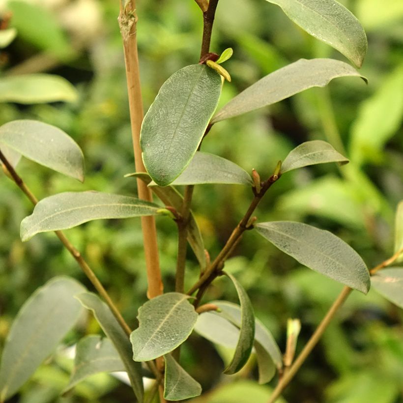 Magnolia yunnanensis (Folhagem)