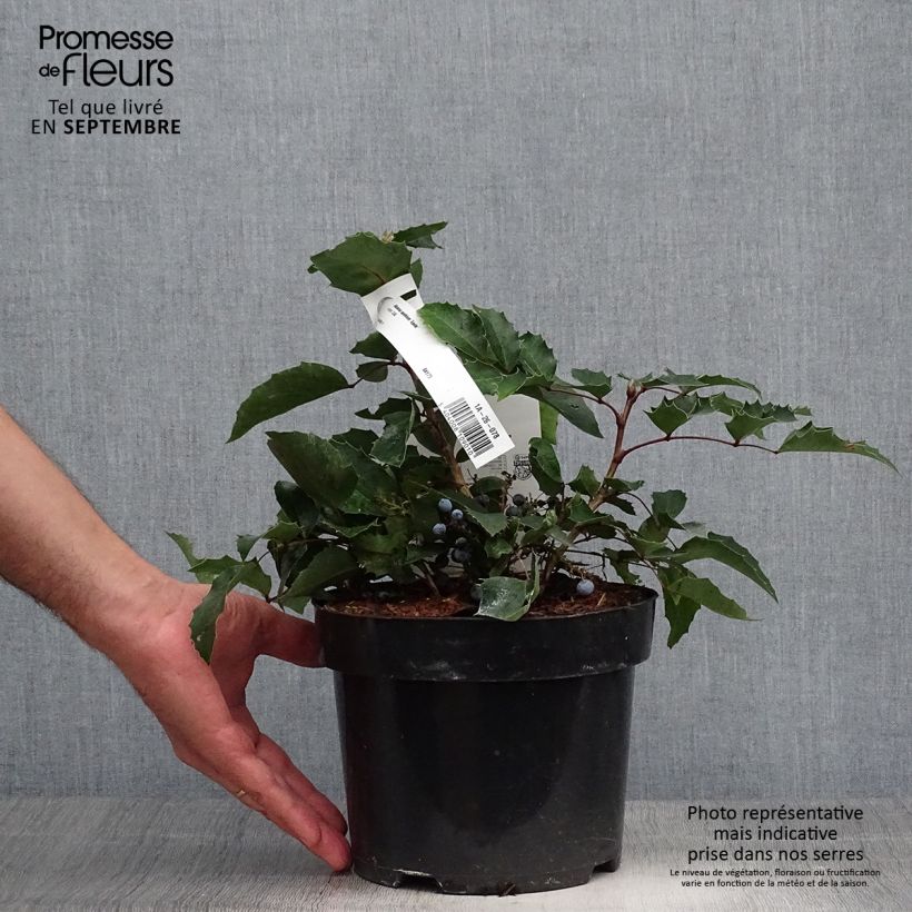Amostra de Mahónia aquifolium Apollo Vaso de 2 L/3 L tal como entregue no outono