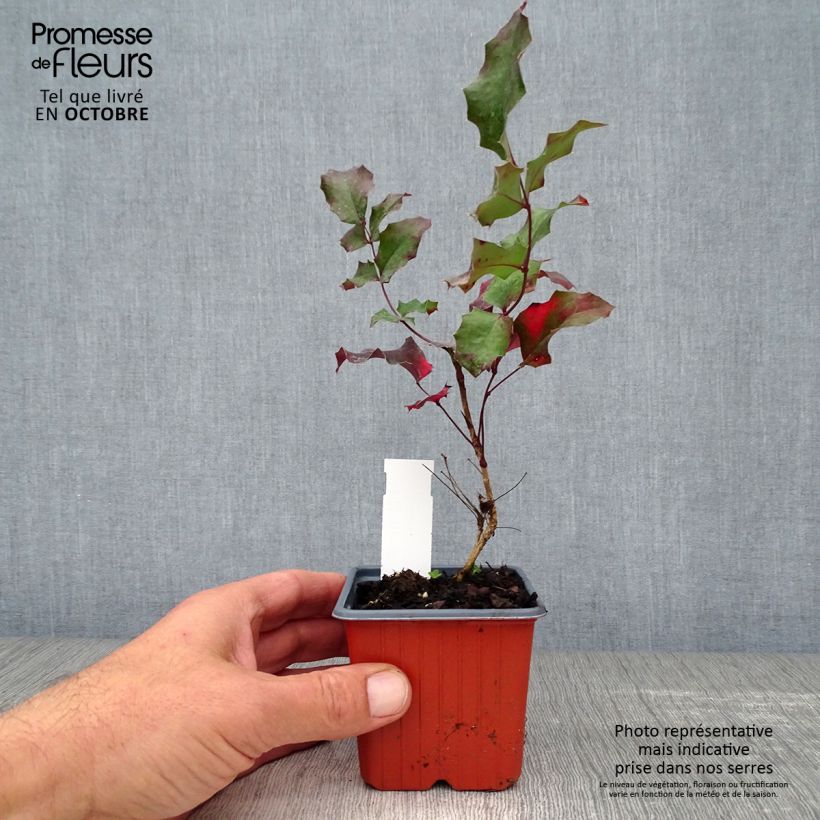 Amostra de Mahonia aquifolium Vaso de 8/9 cm tal como entregue no outono