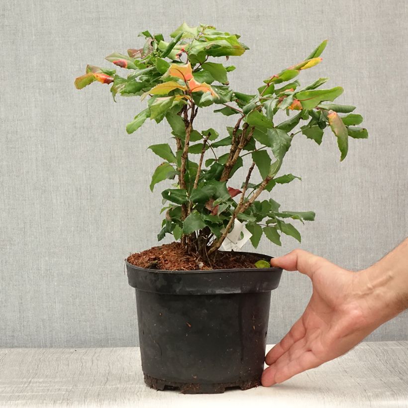 Amostra de Mahonia aquifolium Vaso de 2 L/3 L tal como entregue no verão