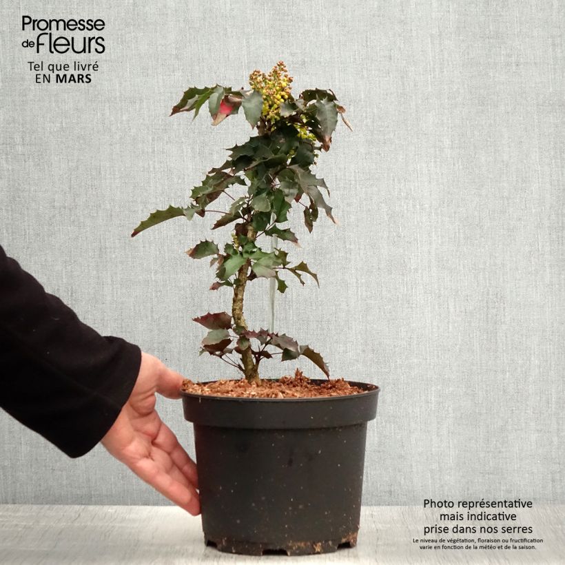 Amostra de Mahonia aquifolium Vaso de 2 L/3 L tal como entregue na primavera