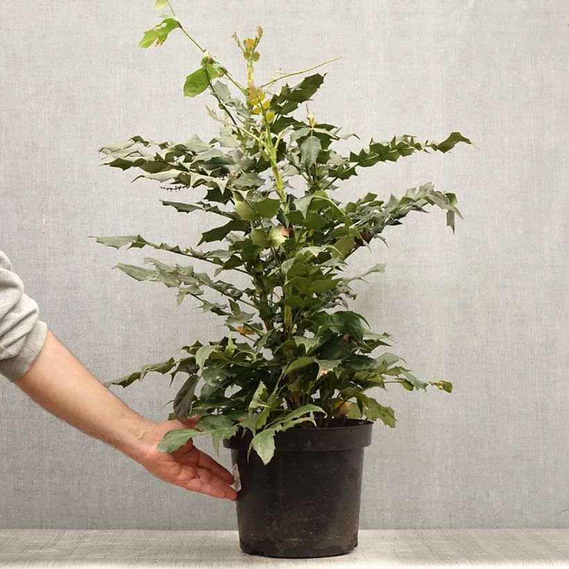 Amostra de Mahonia bealei Vaso de 7,5 L/10 L tal como entregue no verão