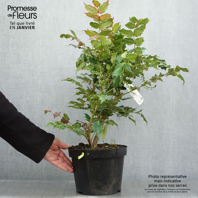 Amostra de Mahonia bealei Vaso de 7,5 L/10 L tal como entregue no inverno