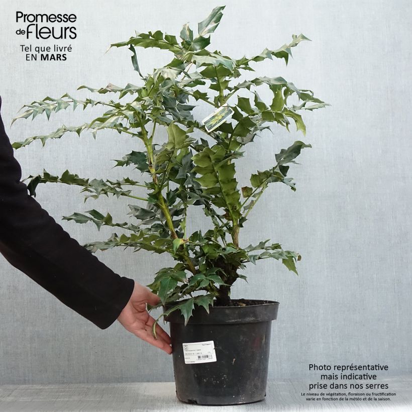 Amostra de Mahonia bealei Vaso de 7,5 L/10 L tal como entregue na primavera