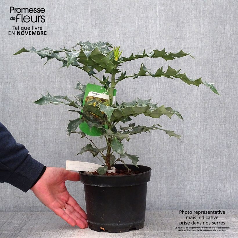Amostra de Mahonia bealei Vaso de 3 L/4 L tal como entregue no outono