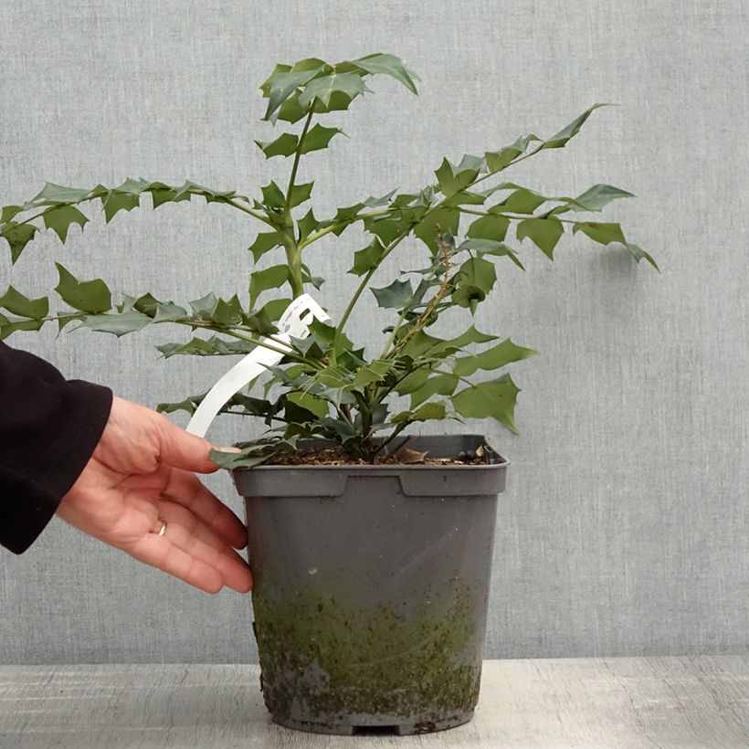 Amostra de Mahonia bealei Vaso de 3 L/4 L tal como entregue na primavera