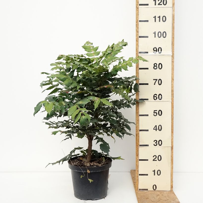 Amostra de Mahonia bealei Vaso de 7,5 L/10 L tal como entregue no outono