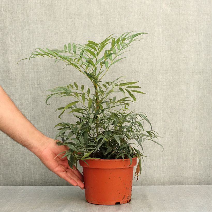 Amostra de Mahónia eurybracteata Nara Hiri Vaso de 2 L/3 L tal como entregue no verão